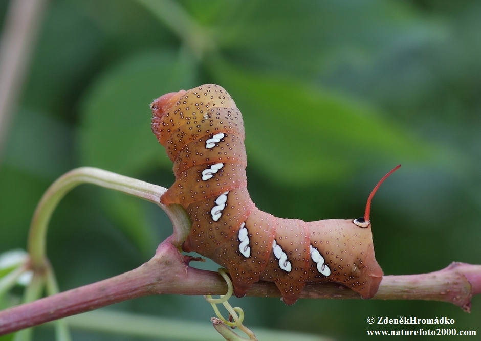 lišaj, Eumorpha achemon (Motýli, Lepidoptera)